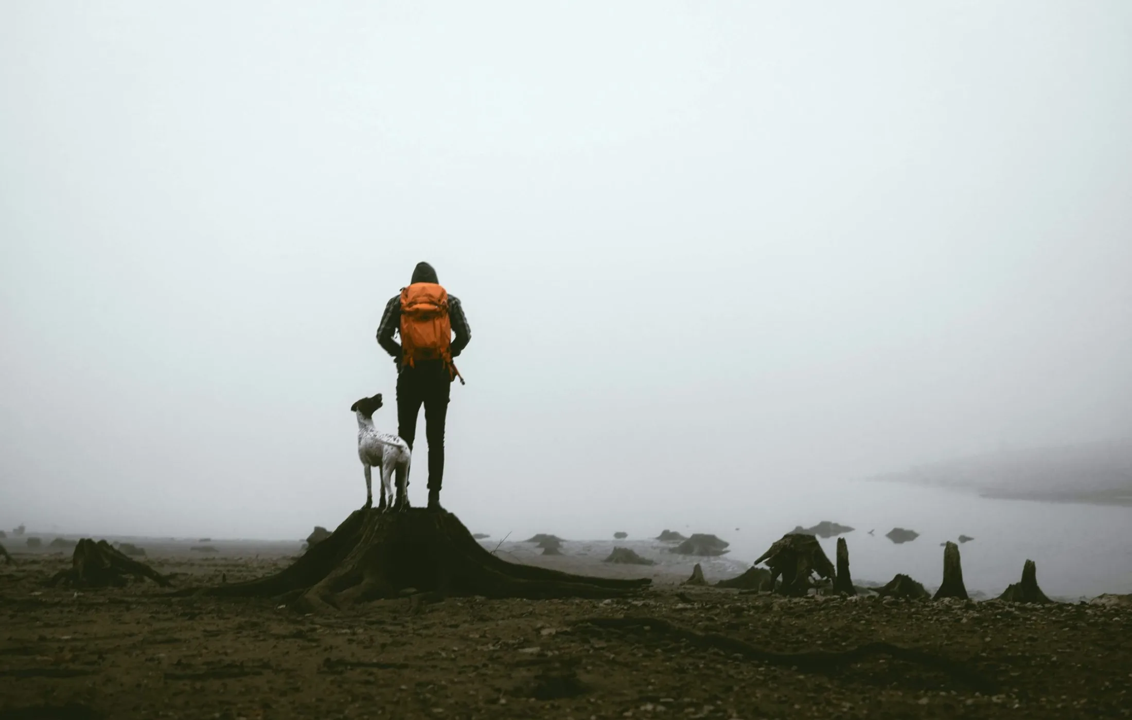 A senior dog walking carefully beside its owner