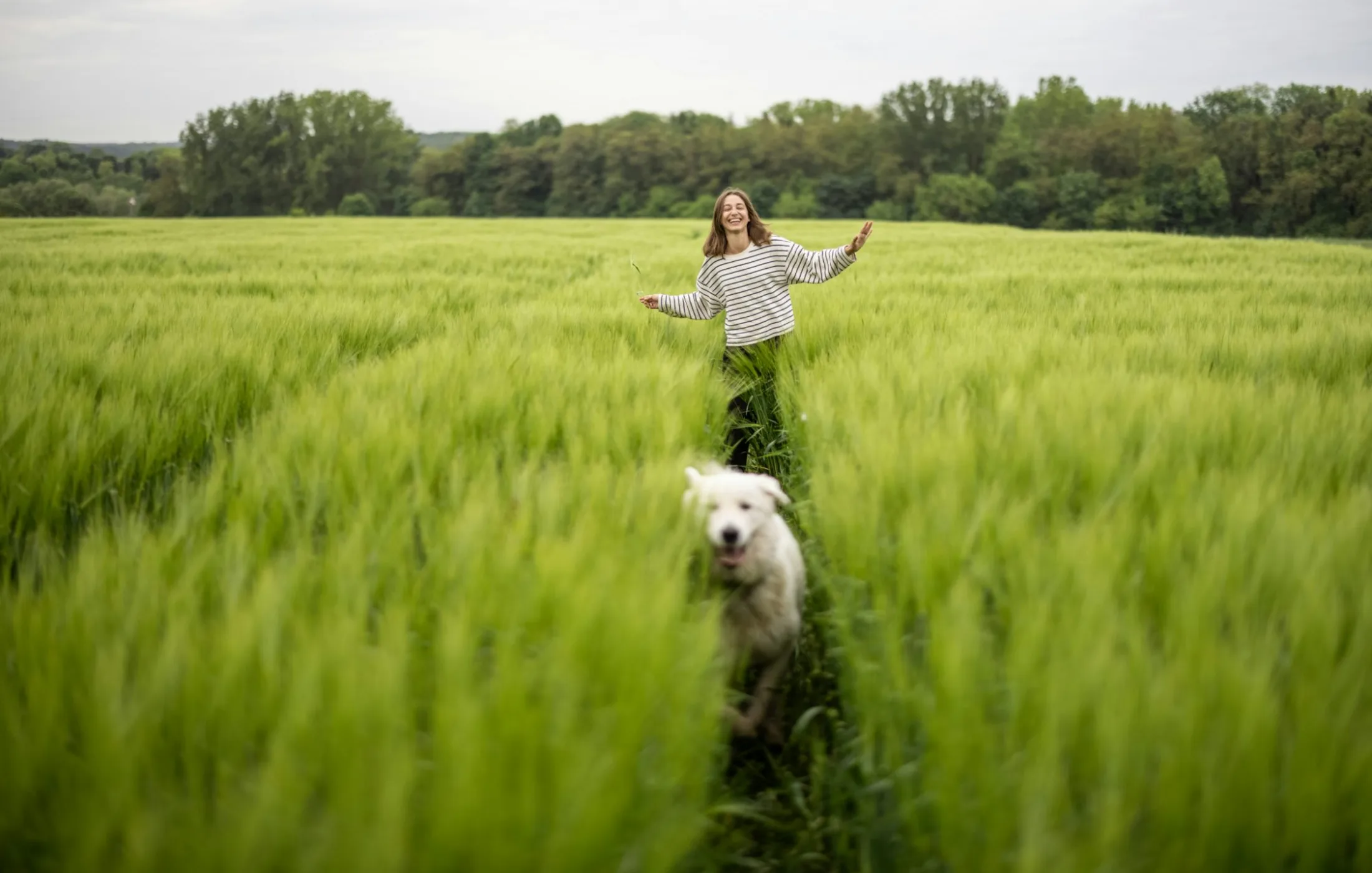 A senior dog standing beside its owner in a quiet field