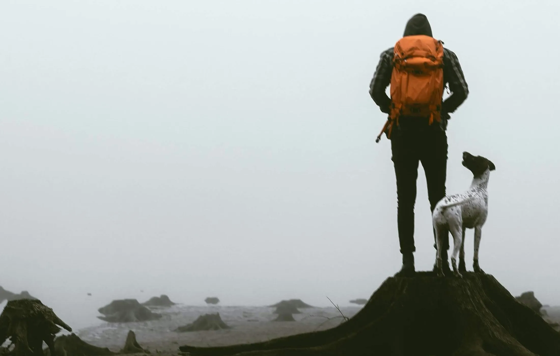 A dog standing beside its owner on a foggy coastal overlook