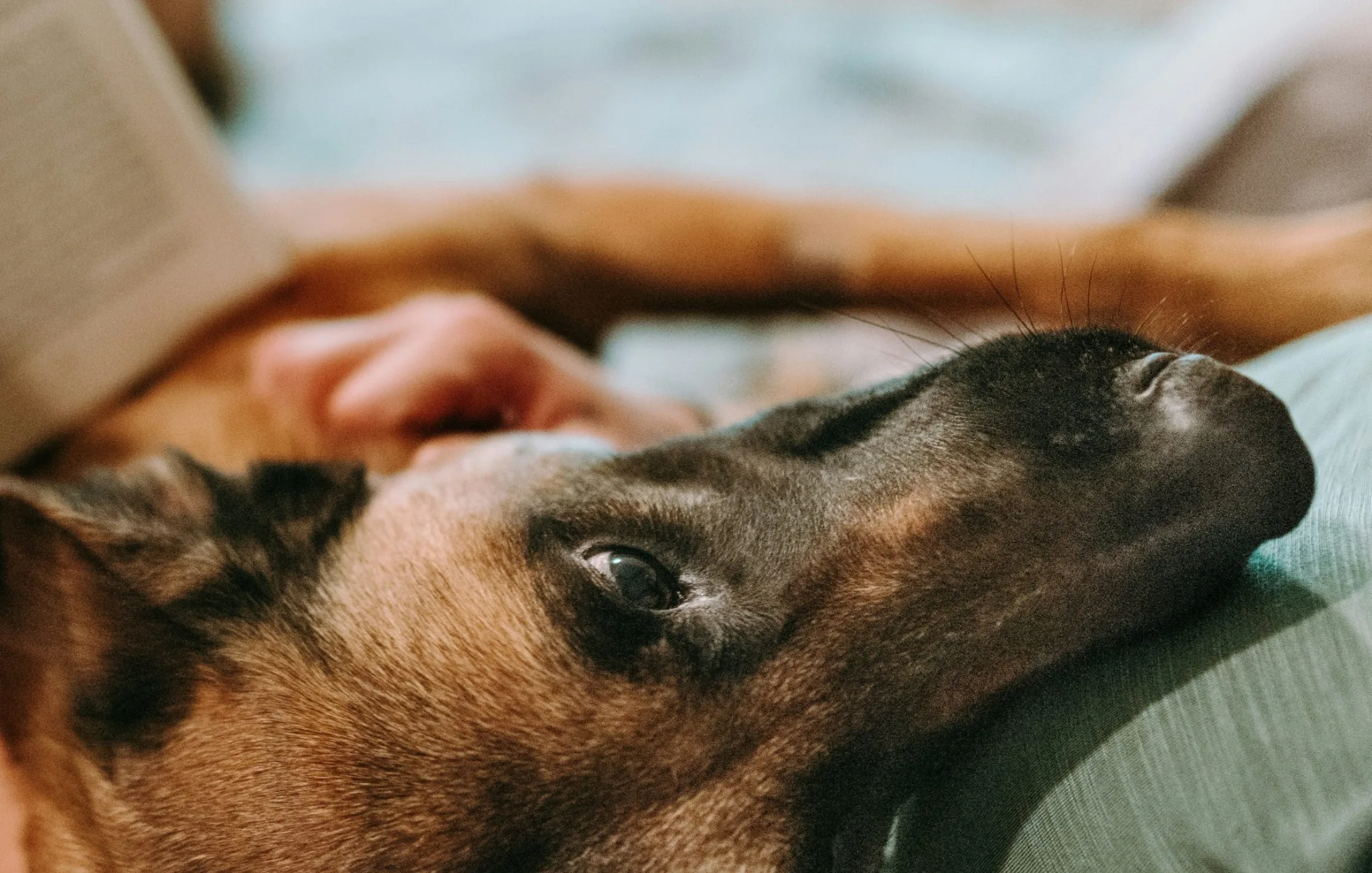 A dog resting beside its owner on a sofa