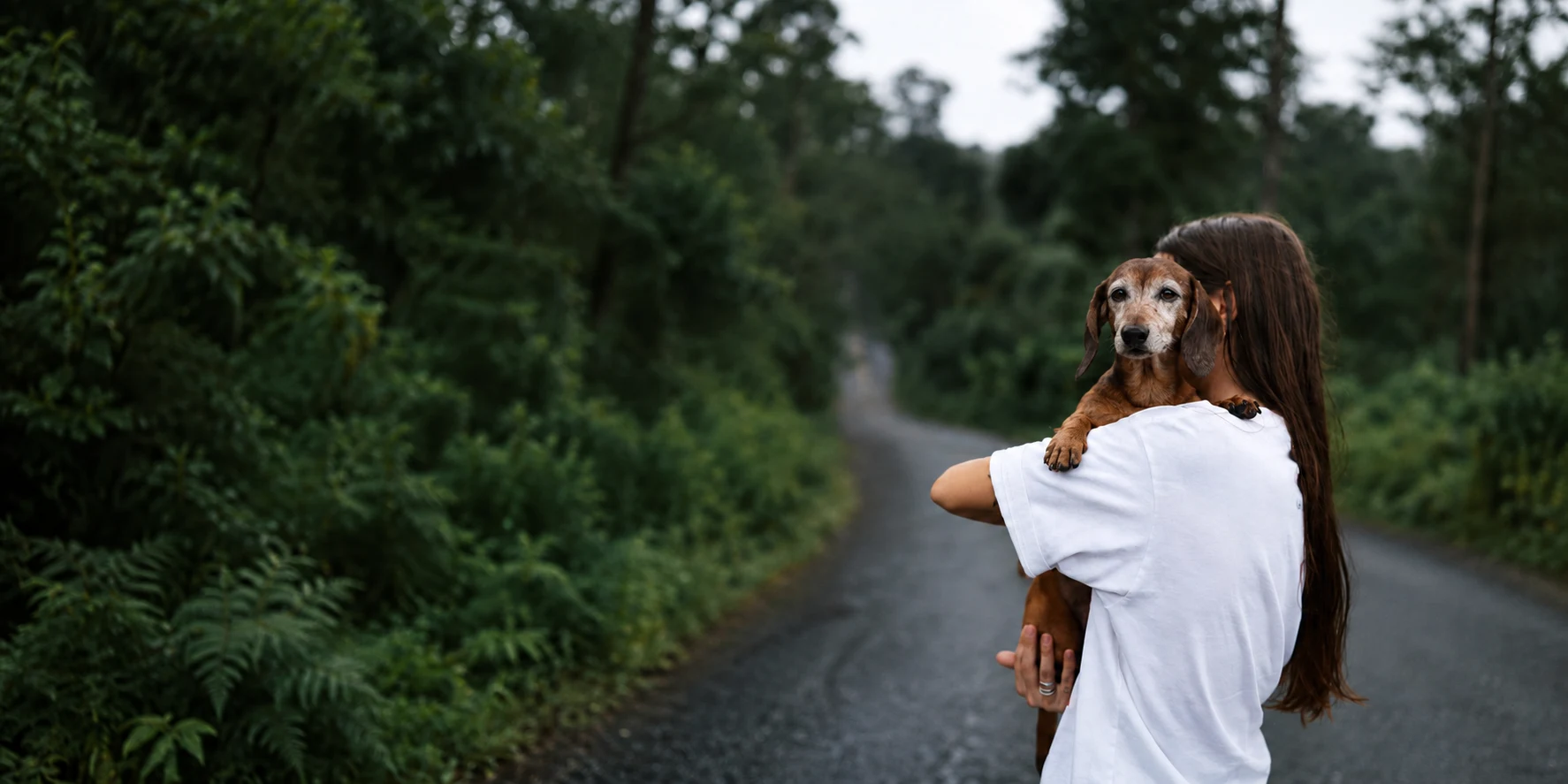 An owner carrying her grey-muzzled dachshund down a quiet road